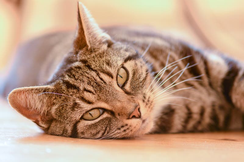 Gato de gato malhado que coloca no assoalho imagens de stock Gato de gato malhado que coloca no assoalho imagens de stock