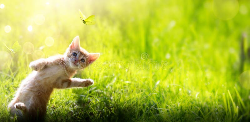 Jogos Do Gatinho Em Uma Grama Verde Imagem de Stock - Imagem de animais,  gato: 36791029