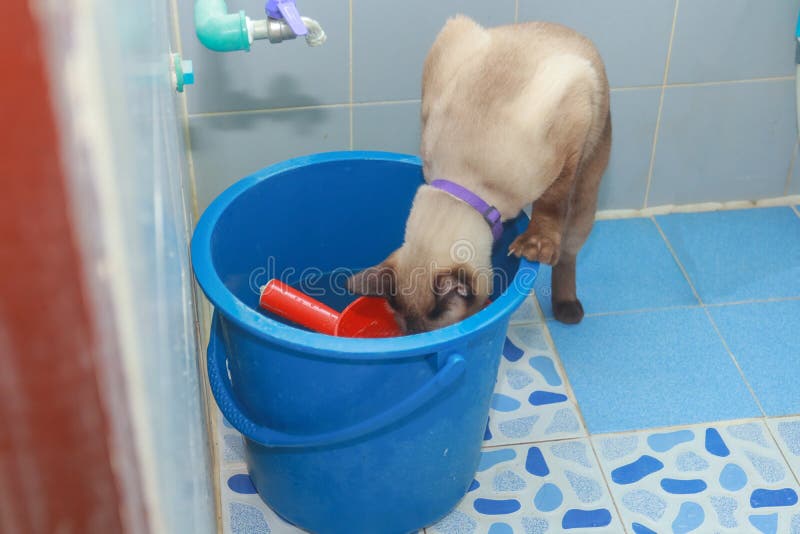 Gato de la frente comer el agua imágenes de archivo libres de regalías Gato de la frente comer el agua imágenes de archivo libres de regalías