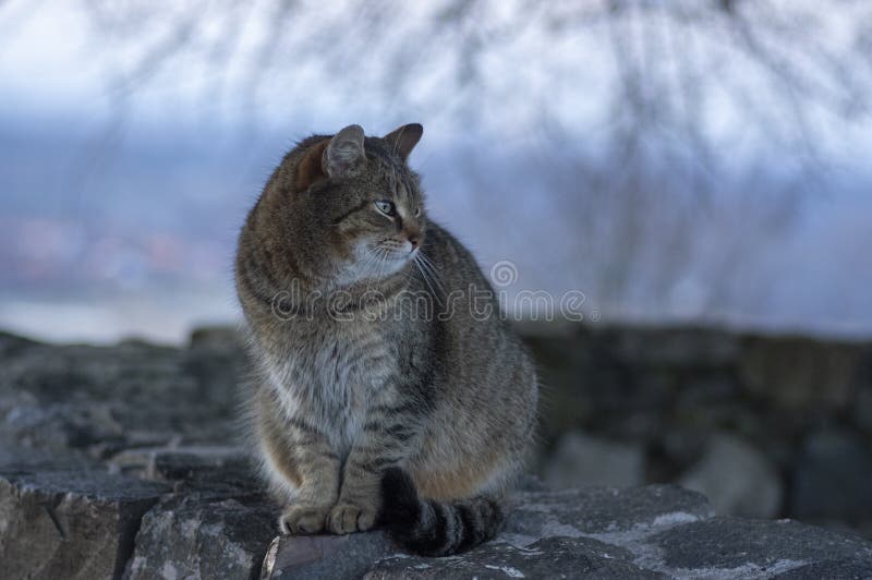 304,595 Fotos de Stock de Gato Homem Triste - Fotos de Stock Gratuitas e  Sem Fidelização a partir da Dreamstime