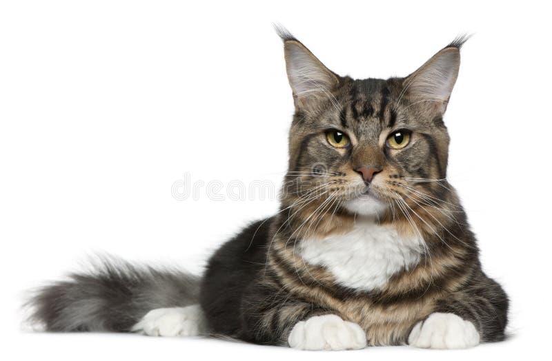 Jogos Macios Pequenos De Maine Coon Do Gatinho Foto de Stock - Imagem de  gato, cabelo: 85355236