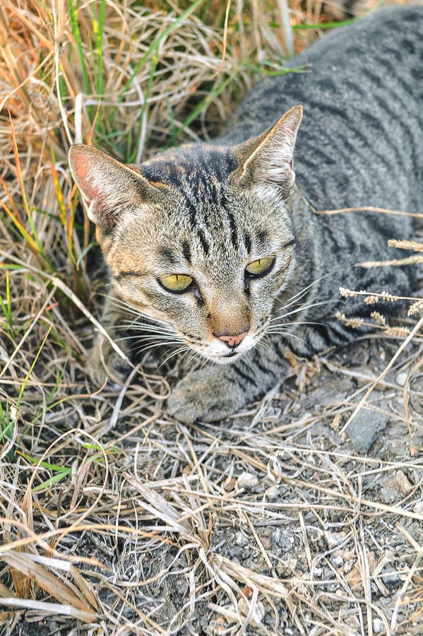 Gato de gato malhado bonito no jardim da natureza imagens de stock Gato de gato malhado bonito no jardim da natureza imagens de stock