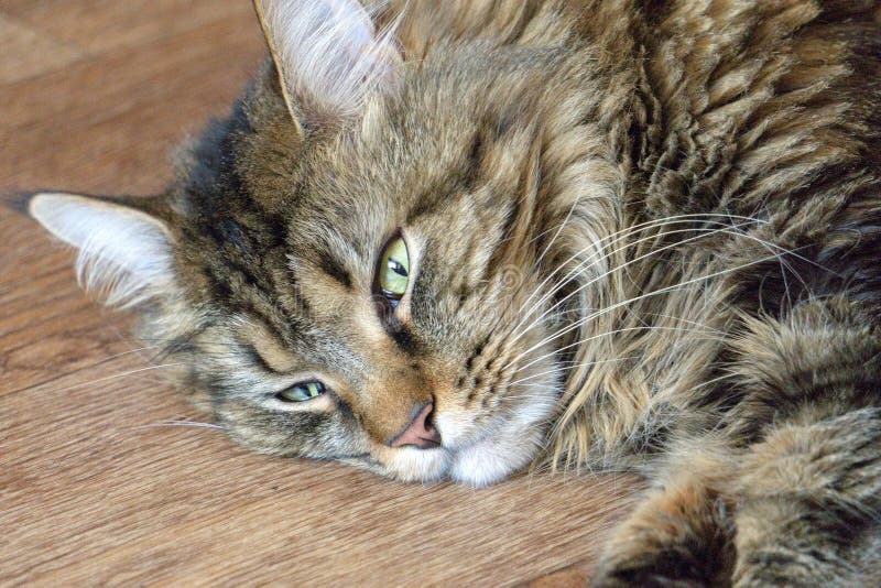Gato de mapache soñoliento de Maine que miente en el piso de madera imagenes de archivo Gato de mapache soñoliento de Maine que miente en el piso de madera imagenes de archivo