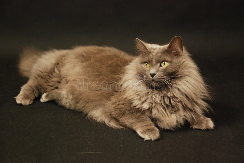 Gato de Nebelung fotos de stock Gato de Nebelung fotos de stock