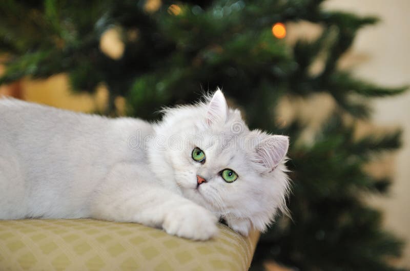 Gato de olhos verdes branco que encontra-se no otomano, olhando acima imagens de stock Gato de olhos verdes branco que encontra-se no otomano, olhando acima imagens de stock