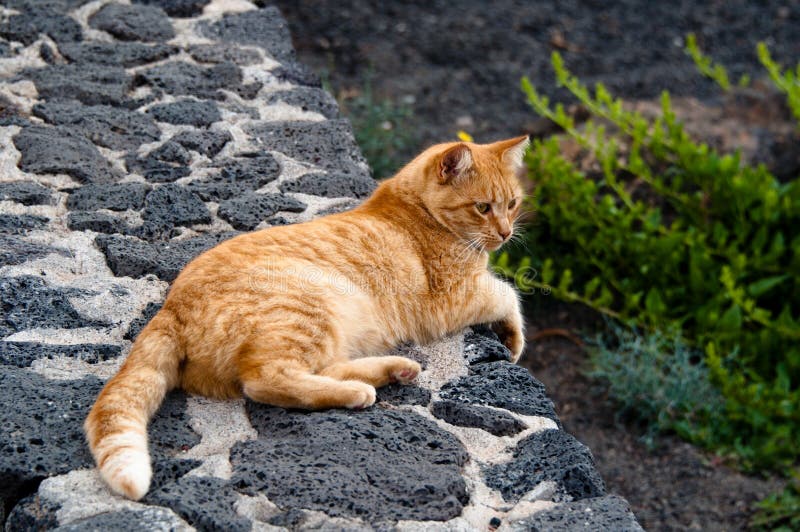 Gato Blanco Que Mira Hacia Fuera La Ventana Defendida Vieja Stock de