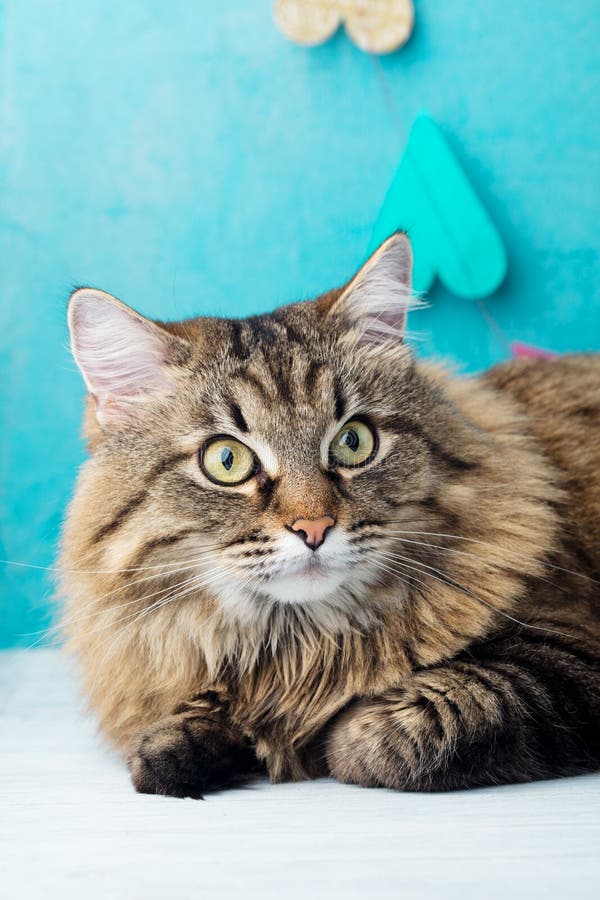 Gato de pelo largo siberiano Fondo romántico azul Cierre para arriba foto de archivo Gato de pelo largo siberiano Fondo romántico azul Cierre para arriba foto de archivo