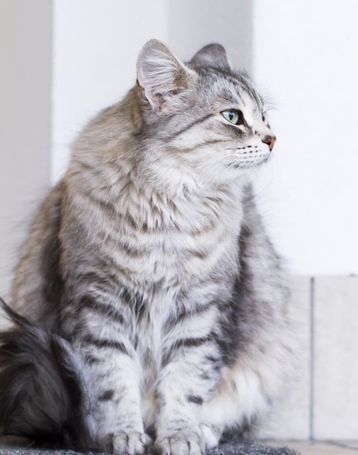Gato de plata precioso en la casa, raza siberiana femenina fotos de archivo Gato de plata precioso en la casa, raza siberiana femenina fotos de archivo