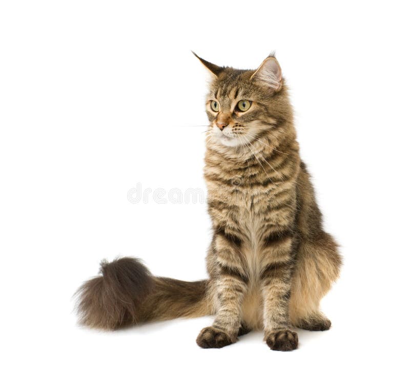 Jogos Macios Pequenos De Maine Coon Do Gatinho Foto de Stock - Imagem de  gato, cabelo: 85355236