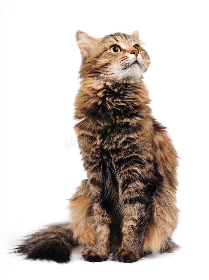 Tabby cat on the white background. Tabby cat on the white background