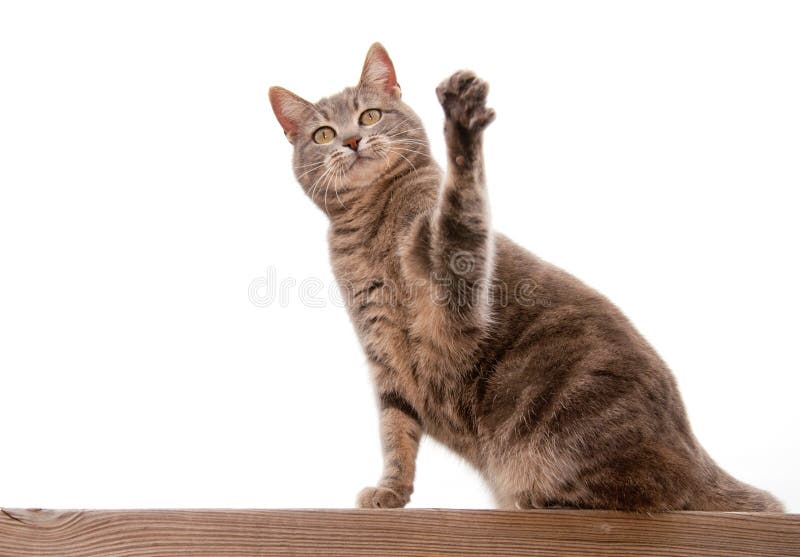 Blue tabby cat with a raised paw on white. Blue tabby cat with a raised paw on white