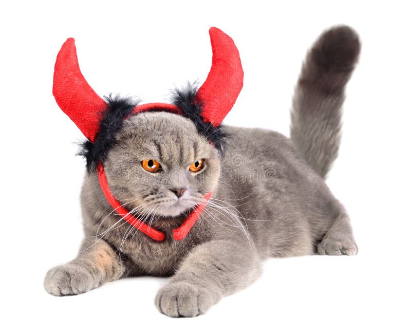 El Rey Del Gato Est? En El Trono Foto de archivo Imagen de éxito, mascota 146441664