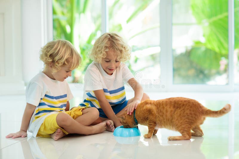 Gato del hogar de la alimentación infantil Niños y animales domésticos fotos de archivo libres de regalías Gato del hogar de la alimentación infantil Niños y animales domésticos fotos de archivo libres de regalías