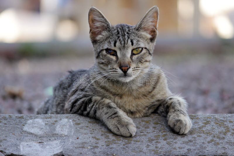 Gato desabrigado contaminado com herpesvirus felino ou chlamydiosis