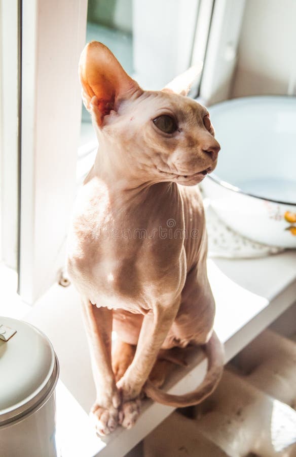 Gato desnudo de la piel imagen de archivo. Imagen de modelo 81096243