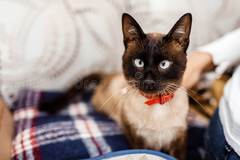 Gato divertido con un primer rojo de la corbata de lazo Gato con la mariposa gato con defecto del ojo El concepto de gatos de mod foto de archivo Gato divertido con un primer rojo de la corbata de lazo Gato con la mariposa gato con defecto del ojo El concepto de gatos de mod foto de archivo