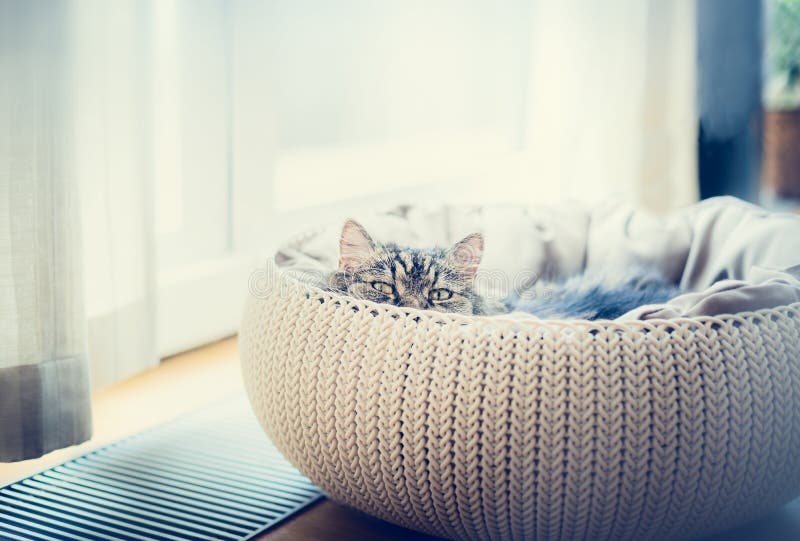 Gato divertido dulce en cesta de los gatos sobre fondo de la ventana El gato que mira depredador la cámara fotografía de archivo Gato divertido dulce en cesta de los gatos sobre fondo de la ventana El gato que mira depredador la cámara fotografía de archivo