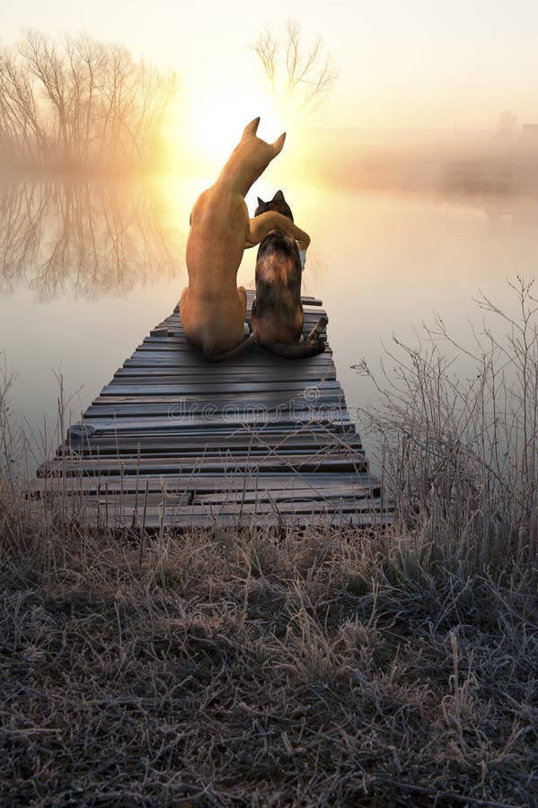 Gato do amor do cão, por do sol de observação fotografia de stock Gato do amor do cão, por do sol de observação fotografia de stock