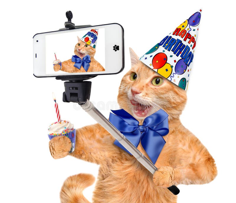 Gato do aniversário que toma um selfie junto com um smartphone imagem de stock Gato do aniversário que toma um selfie junto com um smartphone imagem de stock