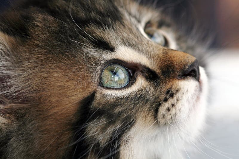 Gato do bebê imagem de stock royalty free