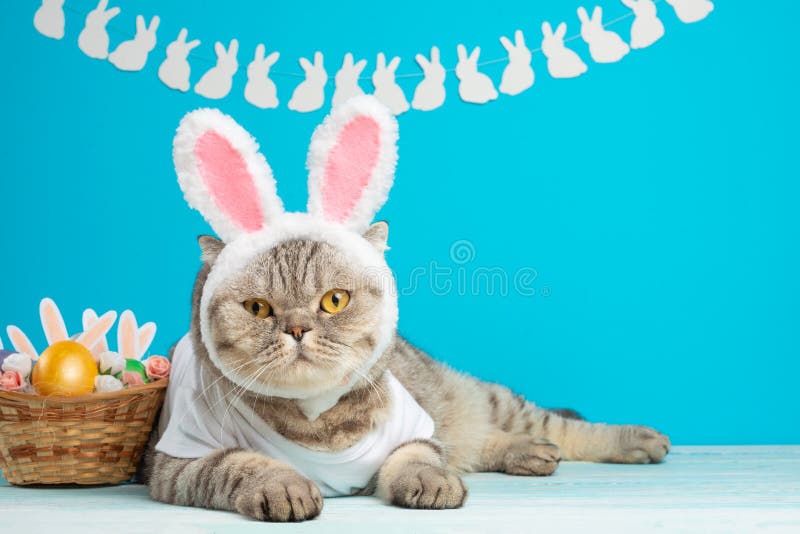 Gato do coelhinho da Páscoa, bonitos engraçados com orelhas e ovos da páscoa Fundo e composição da Páscoa fotografia de stock royalty free Gato do coelhinho da Páscoa, bonitos engraçados com orelhas e ovos da páscoa Fundo e composição da Páscoa fotografia de stock royalty free