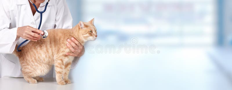 Gato do gengibre com doutor veterinário.
