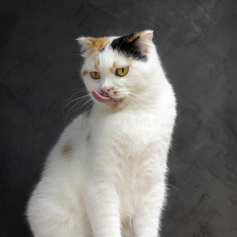 Gato Branco Com Gato a Lamber Lábios à Espera De Comida. Gatinho Escocês  Dobrado Olhando Algo No Fundo Branco Três Foto de Stock - Imagem de bacia,  cuidado: 268080968