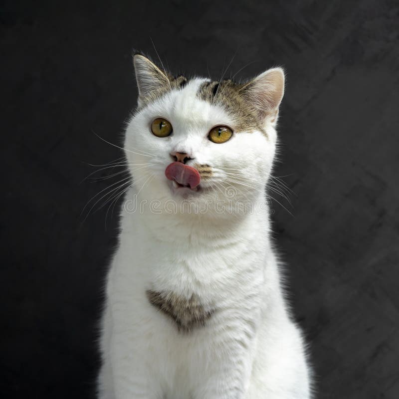 Gato Branco Com Gato a Lamber Lábios à Espera De Comida. Gatinho Escocês  Dobrado Olhando Algo No Fundo Branco Três Foto de Stock - Imagem de bacia,  cuidado: 268080968