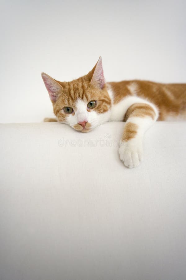 Gato Branco Com Gato a Lamber Lábios à Espera De Comida. Gatinho Escocês  Dobrado Olhando Algo No Fundo Branco Três Foto de Stock - Imagem de bacia,  cuidado: 268080968