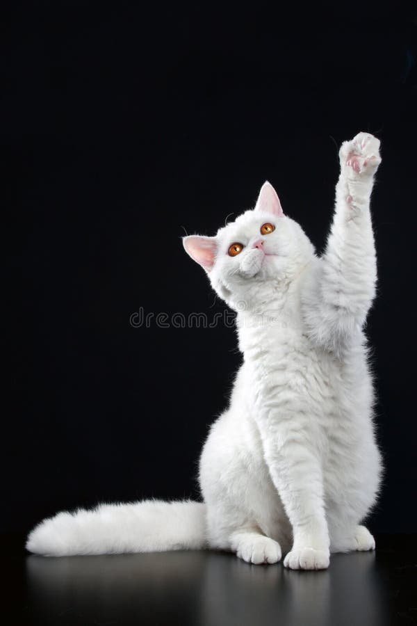 Gatinho Feliz Da Arte; Jogos Bonitos Do Gato Com Uma Borboleta Imagem de  Stock - Imagem de verde, borboleta: 99713537