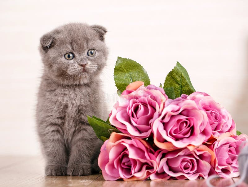 Gato Do Scottish Do Retrato Do Close-up Um Gatinho Com Um Ramalhete Das  Rosas Está Jogando Com Linha Da Bola Um Jogo Favorito Do Foto de Stock -  Imagem de basquete, isolado