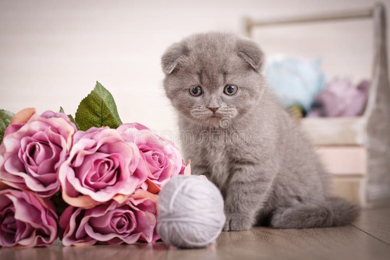 Gato Do Scottish Do Retrato Do Close-up Um Gatinho Com Um Ramalhete Das  Rosas Está Jogando Com Linha Da Bola Um Jogo Favorito Do Foto de Stock -  Imagem de basquete, isolado