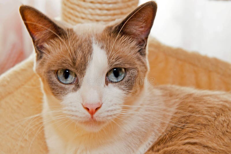 Gato do Snowshoe foto de stock. Imagem de gatinho, pets 21339716