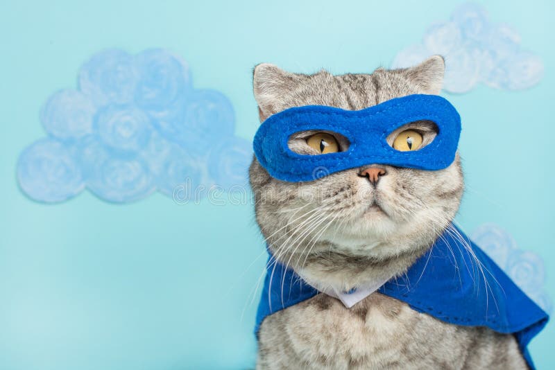 gato do super-herói, Whiskas escocês com um casaco e uma máscara azuis O conceito de um super-herói, gato super, líder imagem de stock gato do super-herói, Whiskas escocês com um casaco e uma máscara azuis O conceito de um super-herói, gato super, líder imagem de stock
