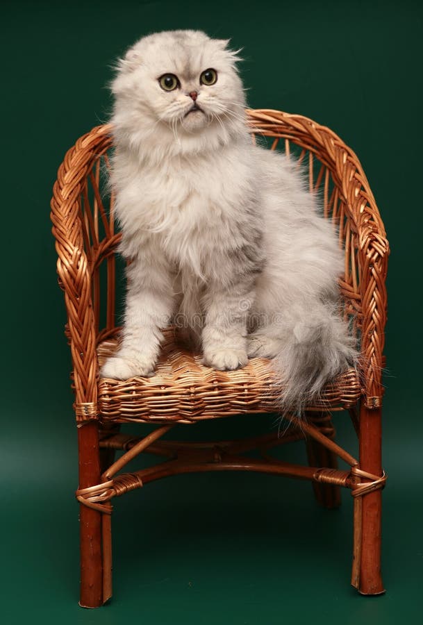 Gato. Dobra de cabelos compridos do Scottish. imagens de stock