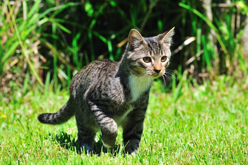 Gato doméstico imágenes de archivo libres de regalías Gato doméstico imágenes de archivo libres de regalías