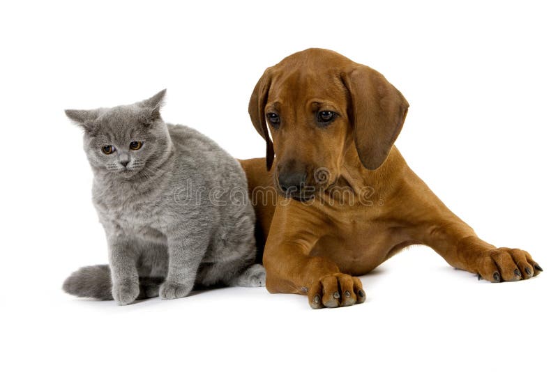 Male Lilac British Shorthair Domestic Cat with Rhodesian Ridgeback 3 Months old Pup. Male Lilac British Shorthair Domestic Cat with Rhodesian Ridgeback 3 Months old Pup