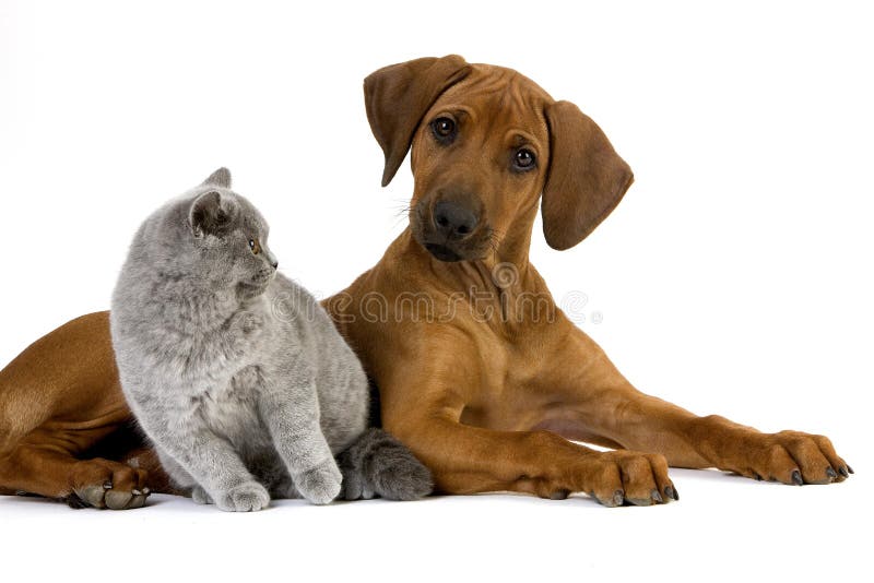 Lilac British Shorthair Male Domestic Cat and Rhodesian Ridgeback, 3 Months old Pup. Lilac British Shorthair Male Domestic Cat and Rhodesian Ridgeback, 3 Months old Pup