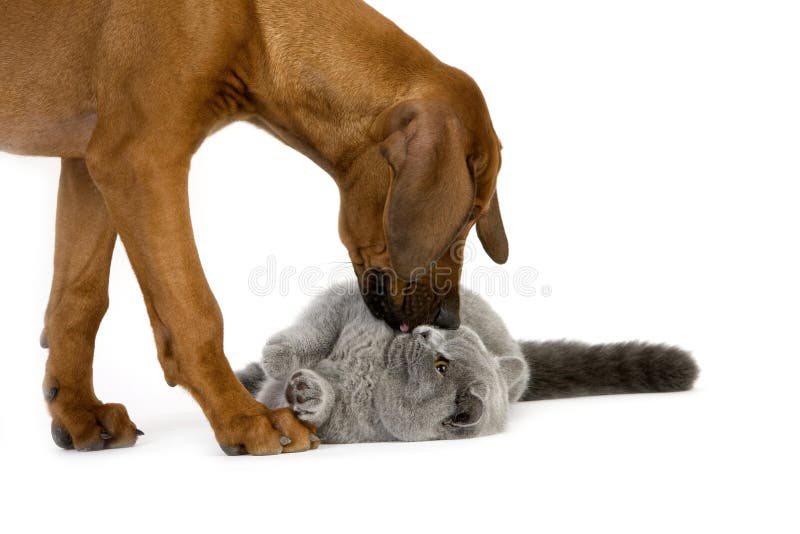 Male Lilac British Shorthair Domestic Cat playing with Rhodesian Ridgeback 3 Months old Pup. Male Lilac British Shorthair Domestic Cat playing with Rhodesian Ridgeback 3 Months old Pup