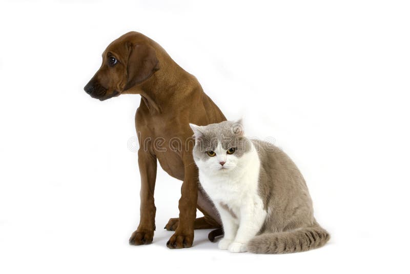 Lilac and White British Shorthair Domestic Cat with Rhodesian Ridgeback 3 Months old Pup. Lilac and White British Shorthair Domestic Cat with Rhodesian Ridgeback 3 Months old Pup