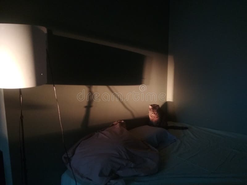 Gato doméstico na cama ao sol Folhas amassadas, sombras e luzes imagens de stock royalty free Gato doméstico na cama ao sol Folhas amassadas, sombras e luzes imagens de stock royalty free