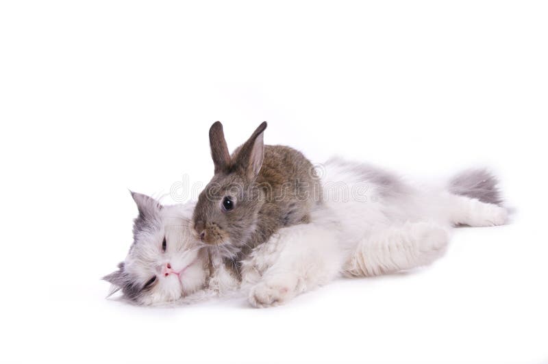 Gato e coelho fotografia de stock royalty free Gato e coelho fotografia de stock royalty free