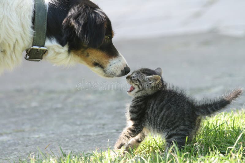 Gato e cão Gato e cão