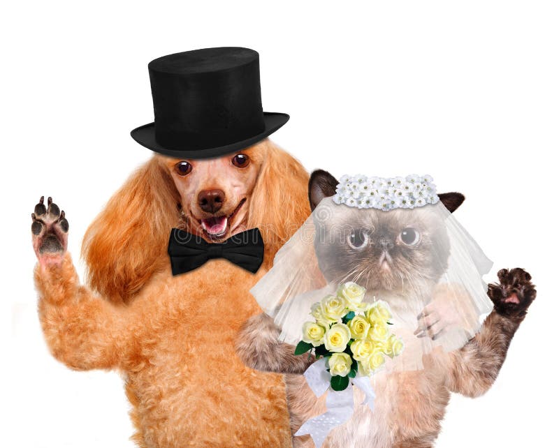Gato e Cão. Casamento imagens de stock