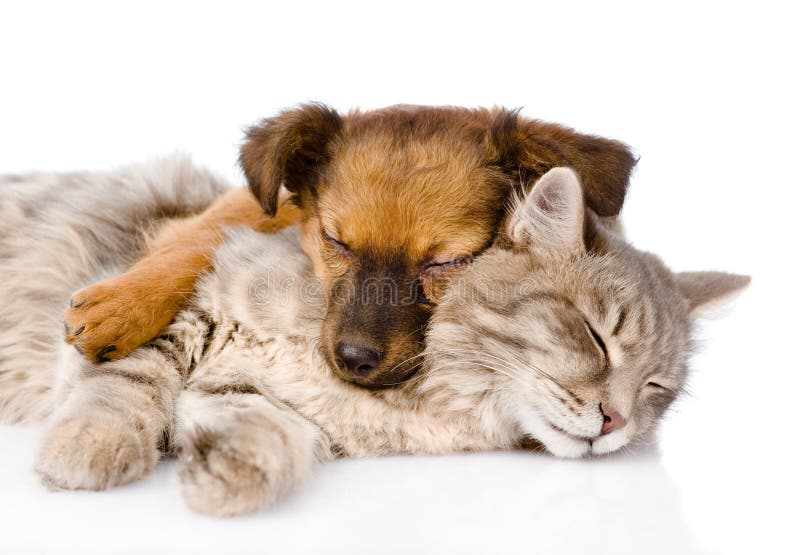 Gato e cão que dormem junto Isolado no fundo branco imagens de stock royalty free Gato e cão que dormem junto Isolado no fundo branco imagens de stock royalty free