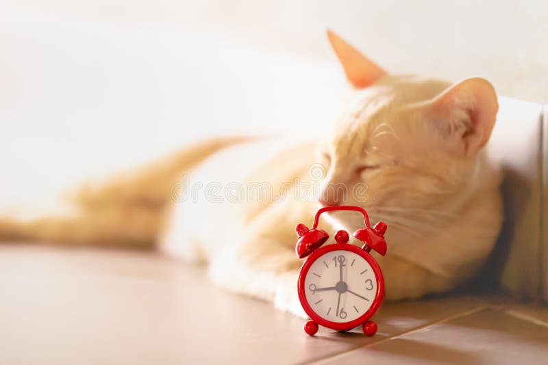 Gato e despertador vermelho imagens de stock royalty free Gato e despertador vermelho imagens de stock royalty free