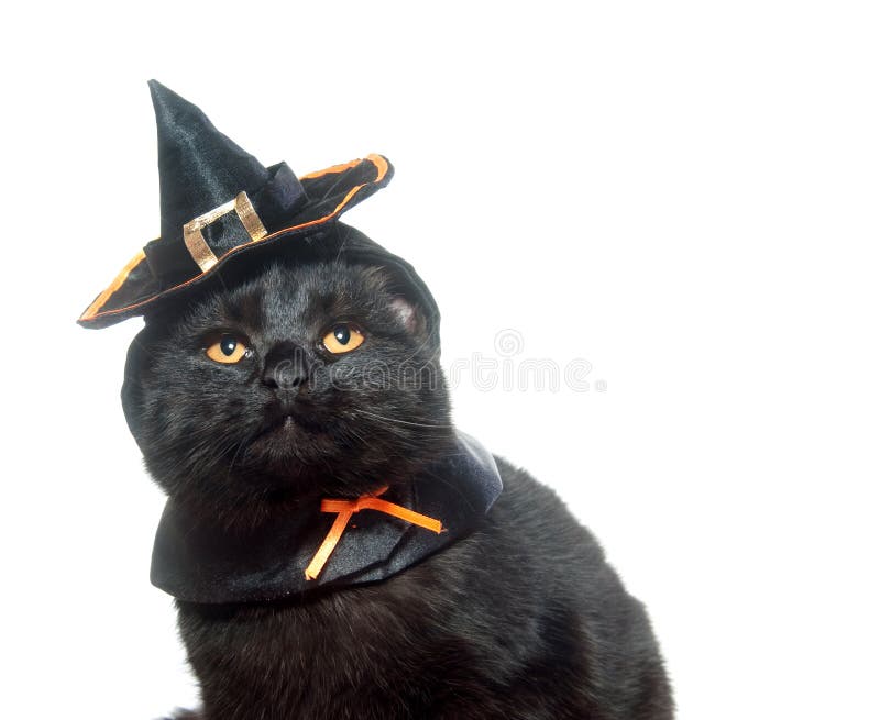 5.300+ Gato Preto Usando Chapéu De Bruxa De Halloween fotos de stock,  imagens e fotos royalty-free - iStock