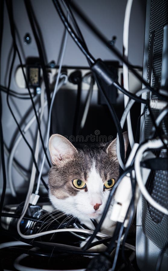 Gato em um lugar perigoso fotos de stock Gato em um lugar perigoso fotos de stock