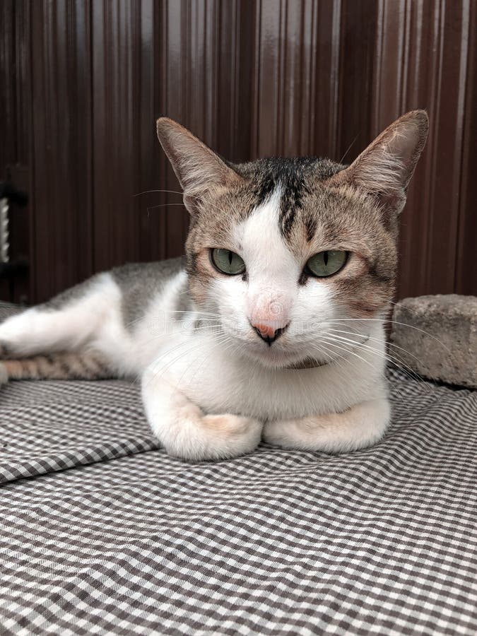 This is my Cat. His name is Empuss and he is Indonesian Local Cat. He is 3 years old and I took care of him since I was a kitten. His nature is shy but he is very fierce when his territory is approached by other cats. This is my Cat. His name is Empuss and he is Indonesian Local Cat. He is 3 years old and I took care of him since I was a kitten. His nature is shy but he is very fierce when his territory is approached by other cats.