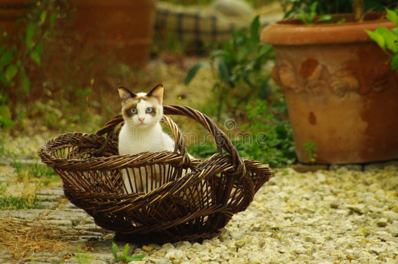 Gato en cesta francesa imagen de archivo libre de regalías Gato en cesta francesa imagen de archivo libre de regalías